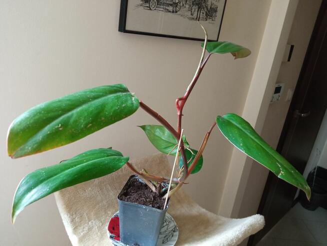 Philodendrony, filodendrony i nie tylko...