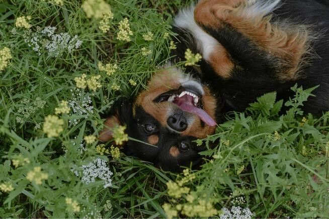 Ciapek-młody pełen radości pies do adopcji