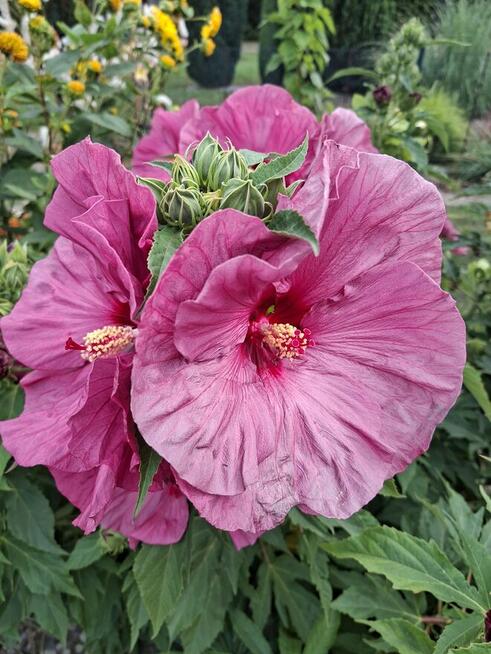 Działka rekreacyjna