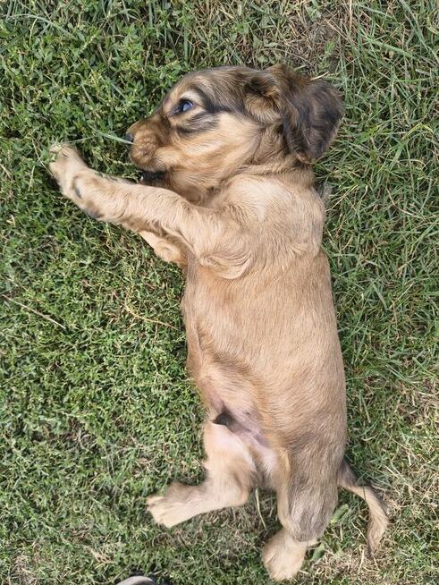 Cocker spaniel angielski