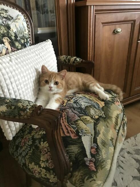 Sprzedam kota brytyjskiego