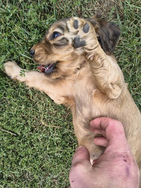 Cocker spaniel angielski