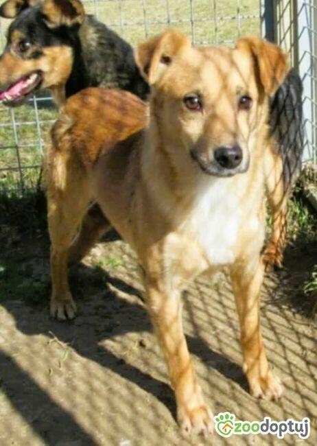 SONIK - niewielki psiak za kratami schroniska, adoptuj!