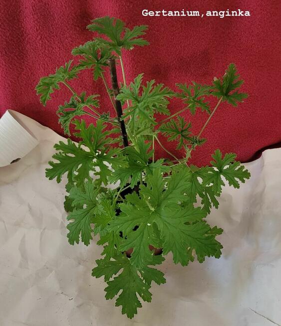 Sprzedam lub zamienię