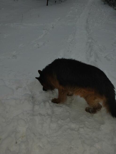 Oddam psa owczarek niemiecki za darmo