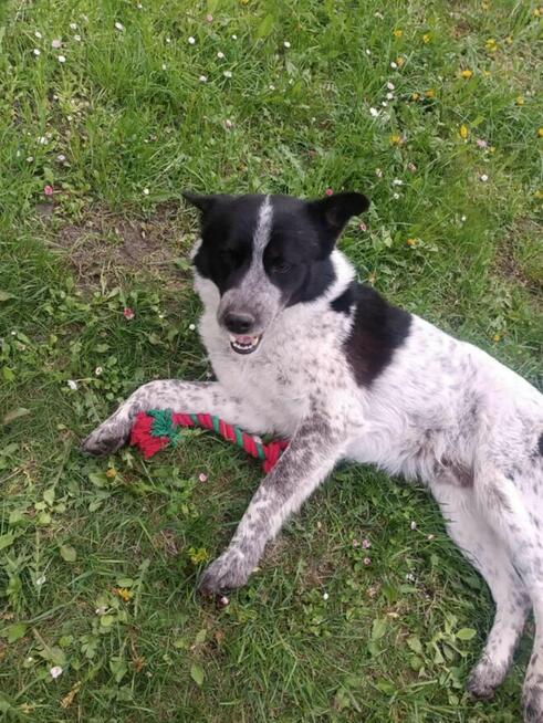 Cudowny psiak kochający ludzi i spacery poleca się do adopcj