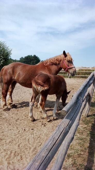 Sprzedam klacz zimnokwista że źrebakiem