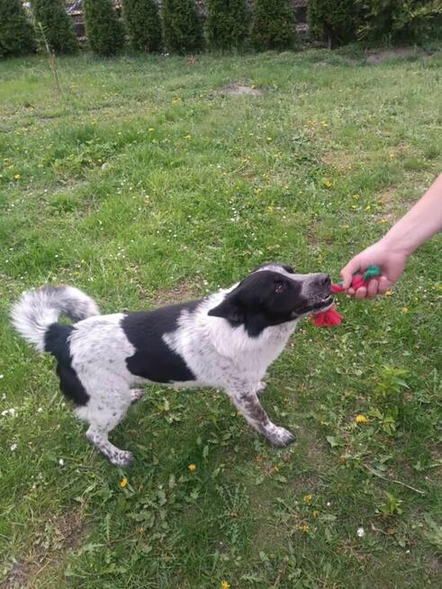 Cudowny psiak kochający ludzi i spacery poleca się do adopcj