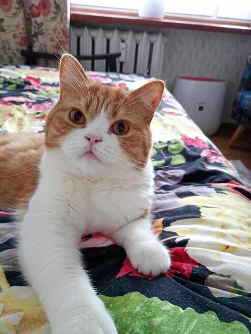 Sprzedam kota brytyjskiego