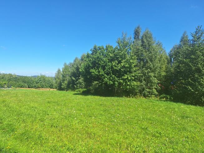 Dziaka budowlana w pobliżu lasu