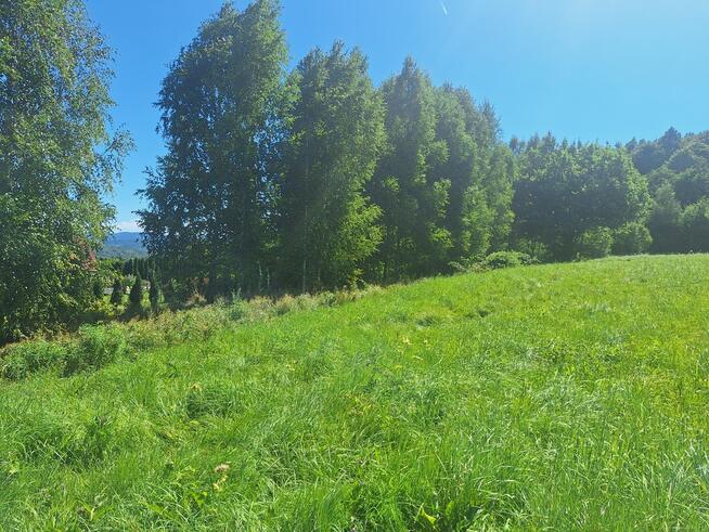 Dziaka budowlana w pobliżu lasu