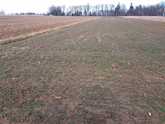 Działka budowlana Barbarka gm. Skała