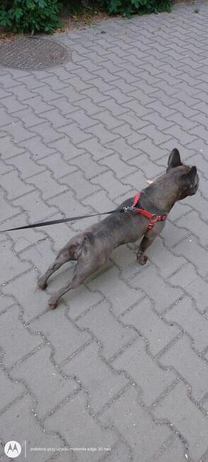 Buldog francuski suka