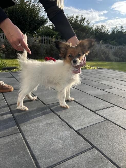 Szczeniak/ sunia Papillon Spaniel Kontynentalny ZKwP FCI