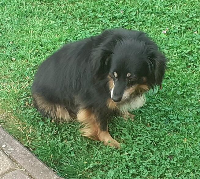 Kazan i Kuna pilnie szukają nowych domków!