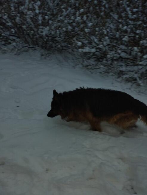 Oddam psa owczarek niemiecki za darmo