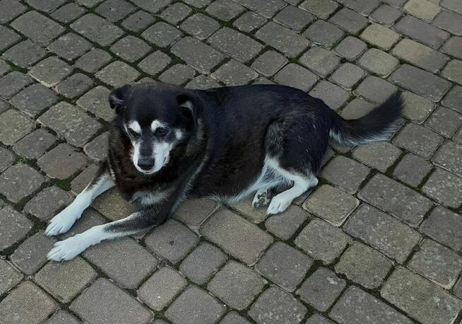 Kazan i Kuna pilnie szukają nowych domków!