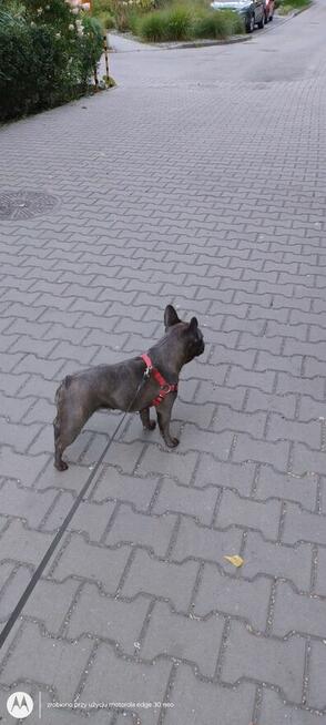 Buldog francuski suka