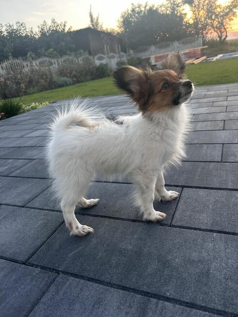 Szczeniak/ sunia Papillon Spaniel Kontynentalny ZKwP FCI