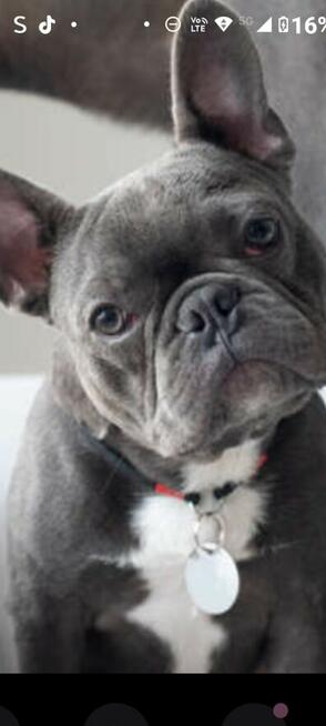 Buldog francuski suka