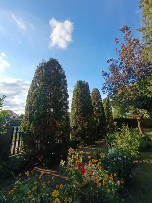 Usługi pielęgnacji ogrodów