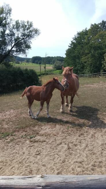 Sprzedam klacz zimnokwista że źrebakiem