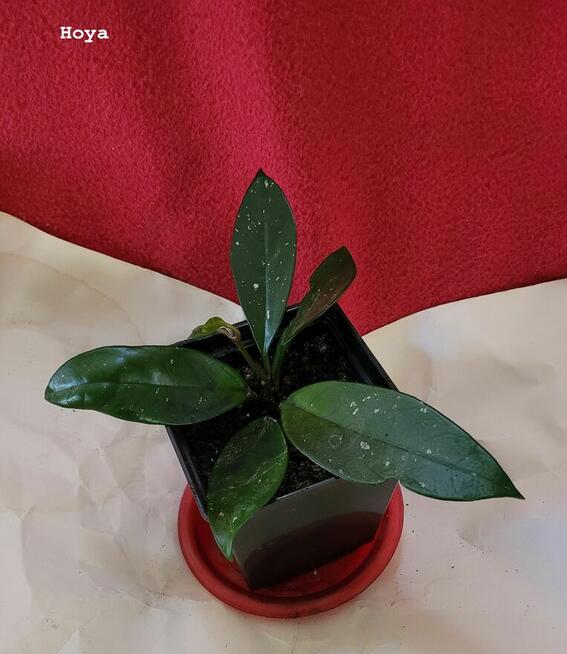 Sprzedam lub zamienię