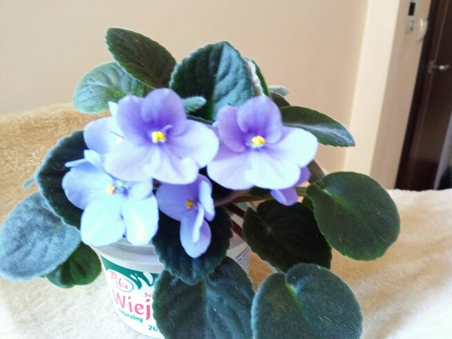 Philodendrony, filodendrony i nie tylko...