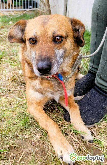 BARTUŚ - kompletnie nie radzi sobie za kratami, PILNA ADOPCJ