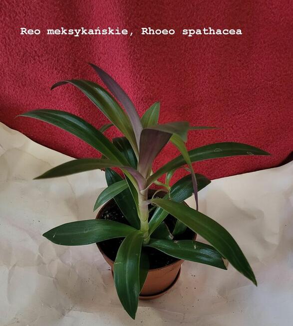 Sprzedam lub zamienię