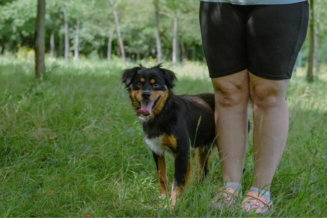 Ciapek-młody pełen radości pies do adopcji