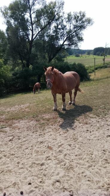 Sprzedam klacz zimnokwista że źrebakiem