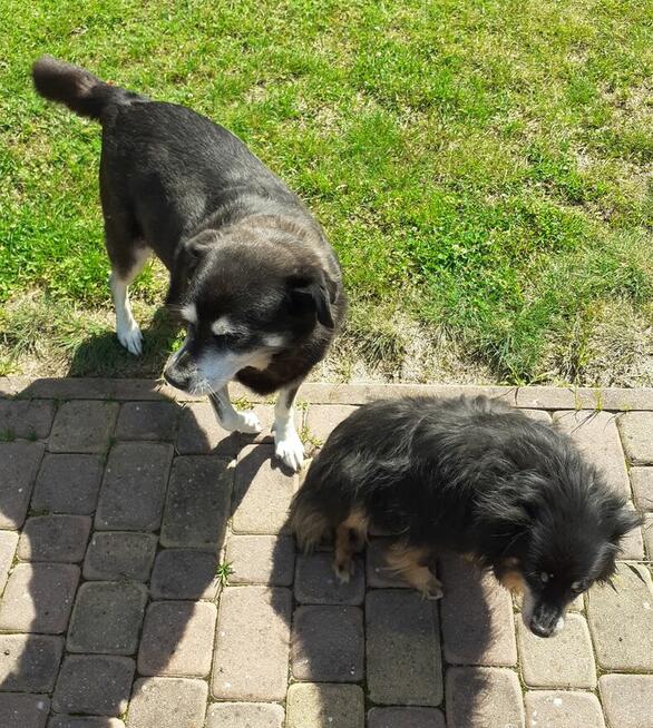 Kazan i Kuna pilnie szukają nowych domków!