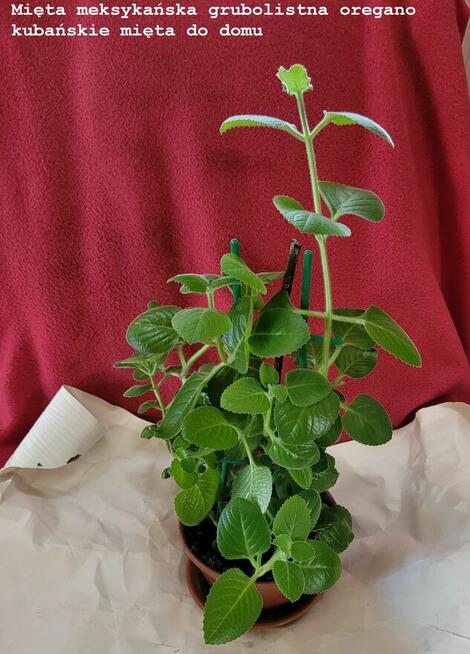 Sprzedam lub zamienię