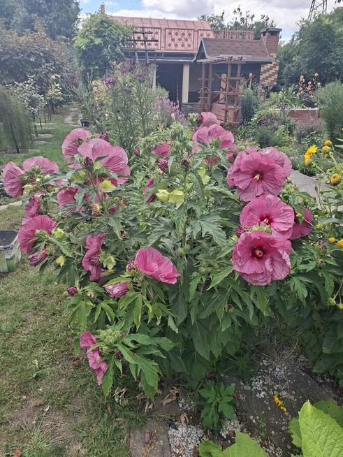 Działka rekreacyjna