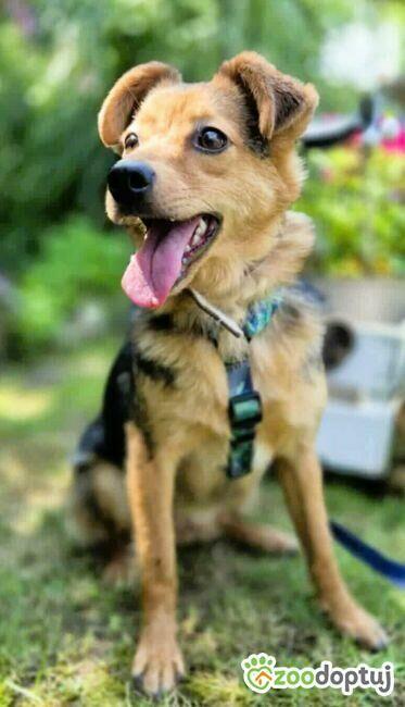 ROZALKA - nieduża, kochana sunia czeka na dom