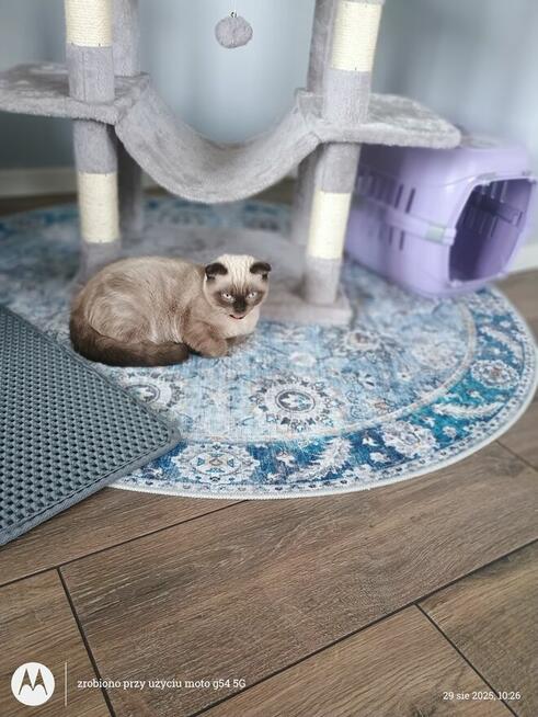 kot szkocki zwisłouchy