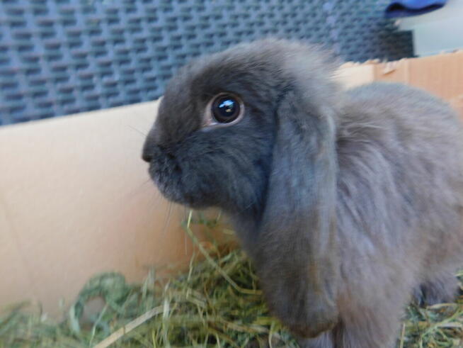 Niebieskie króliki mini lop