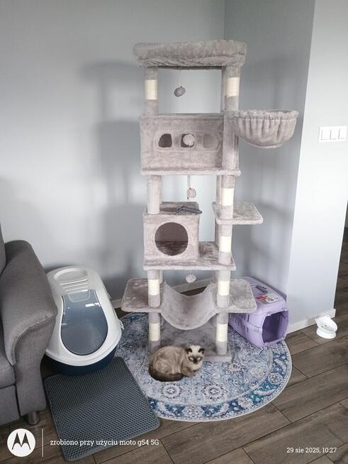 kot szkocki zwisłouchy