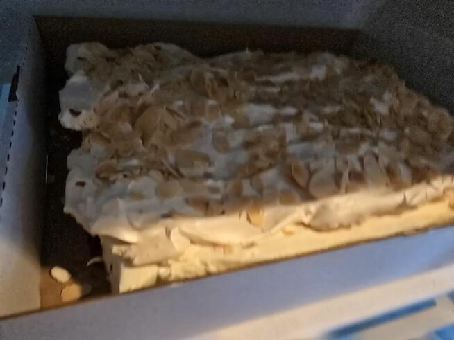 Domowe ciasta na zamówienia