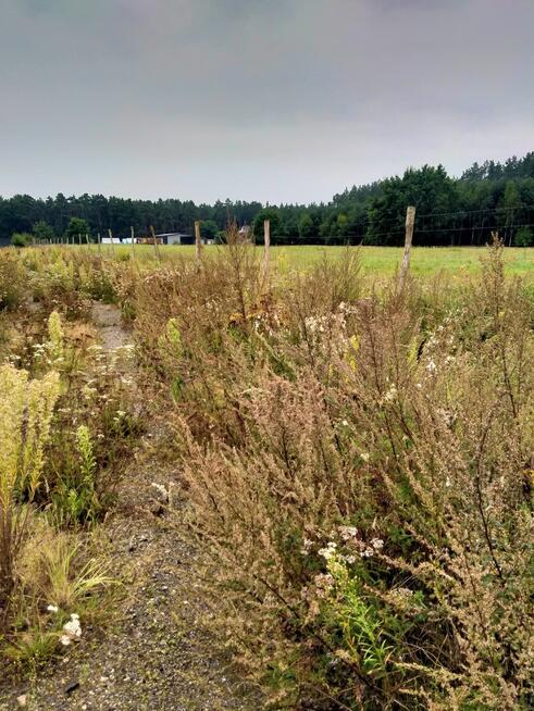 Działka 5000m2,Niekłończyca,gm.Police, plan,media.