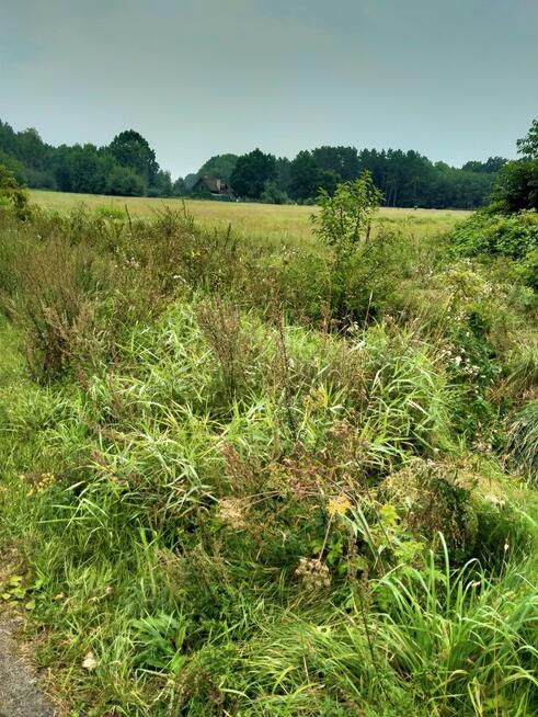 Działka 5000m2,Niekłończyca,gm.Police, plan,media.