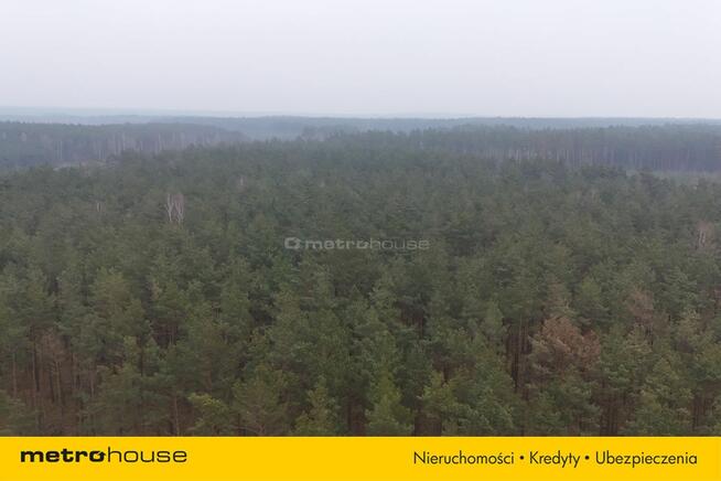 Nieruchomość leśna