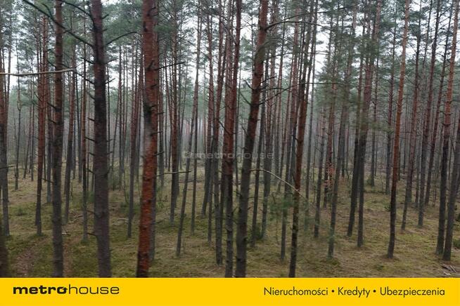 Nieruchomość leśna