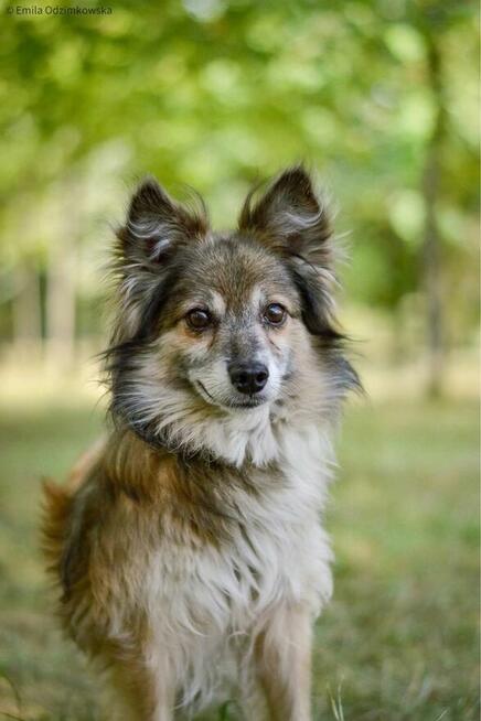 Pan Buritto-wyjątkowej urody lisek czeka na wyjątkowy dom