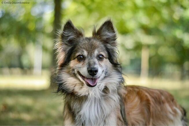 Pan Buritto-wyjątkowej urody lisek czeka na wyjątkowy dom