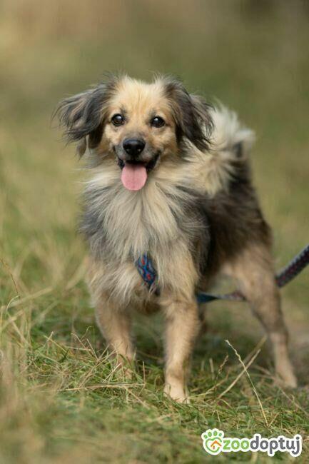 PUSZEK - mały, wrażliwy psiak szuka najlepszego domu