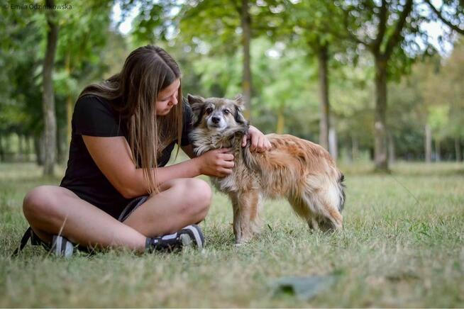 Pan Buritto-wyjątkowej urody lisek czeka na wyjątkowy dom