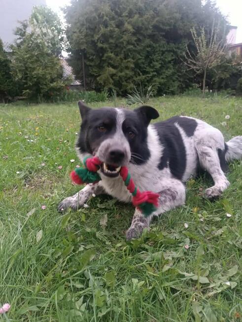 Młody przyjacielski psiak poleca się do adopcji