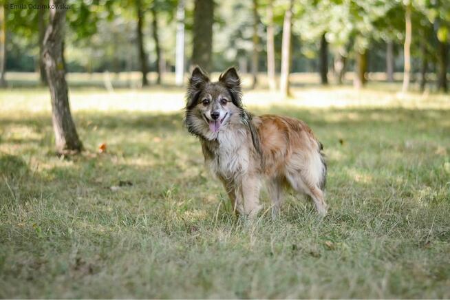 Pan Buritto-wyjątkowej urody lisek czeka na wyjątkowy dom